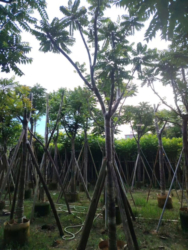 特级麻楝12～14分，