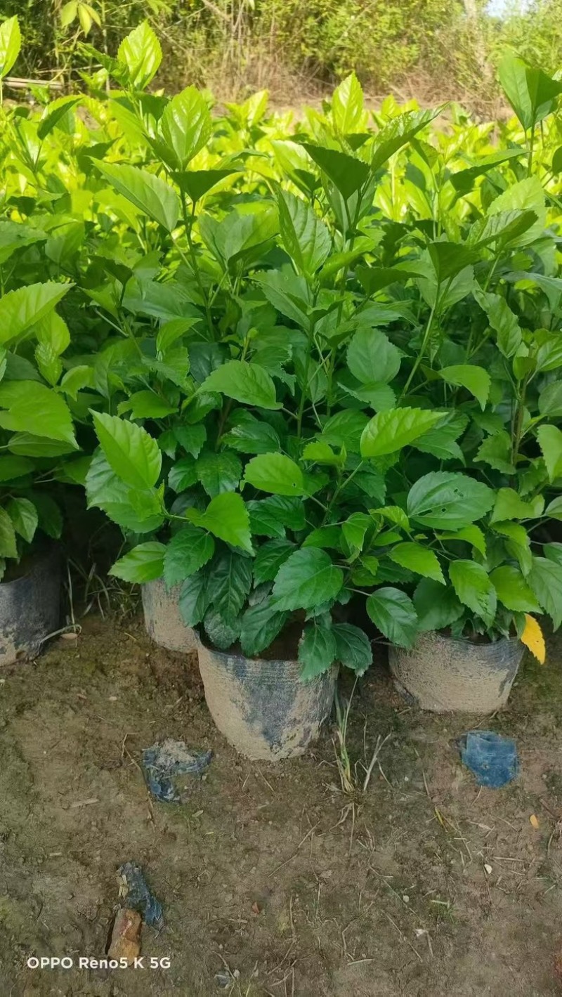 大红花🌹十斤袋大量出售