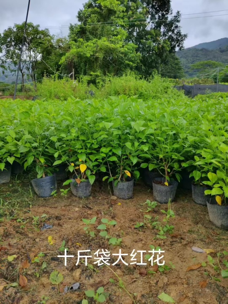 大红花🌹十斤袋大量出售