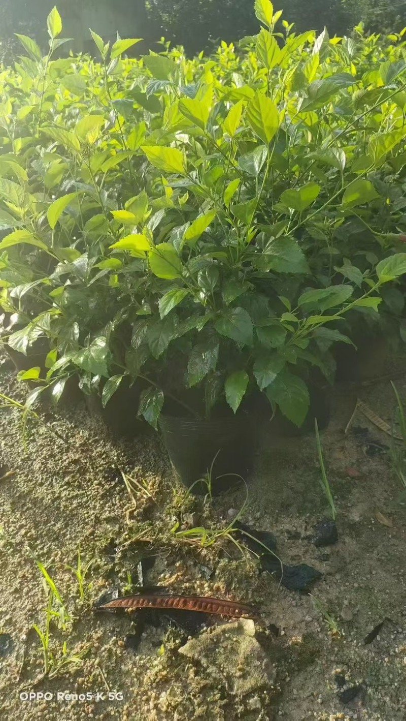 大红花🌹十斤袋大量出售