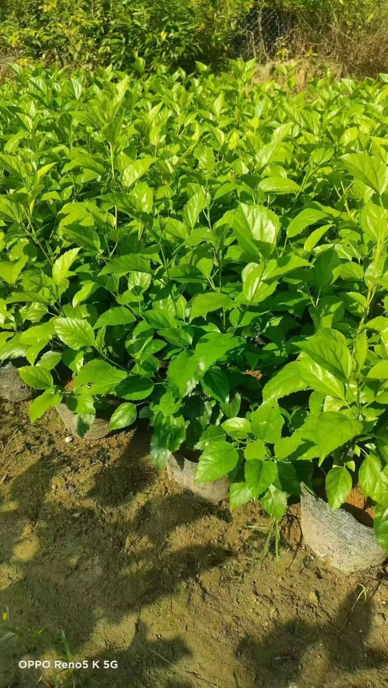 大红花🌹十斤袋大量出售