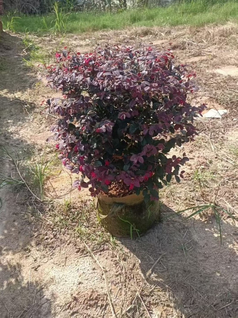 红继木50～60高，