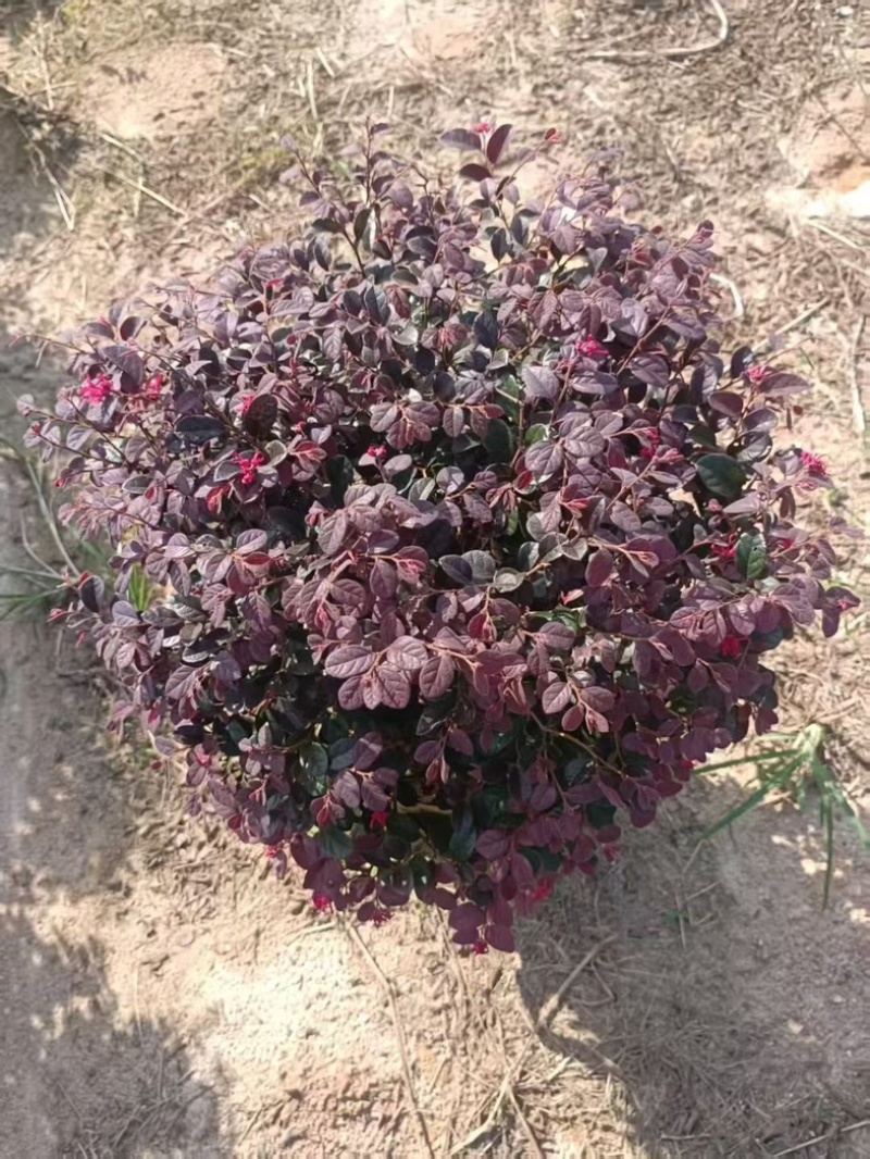 红继木50～60高，