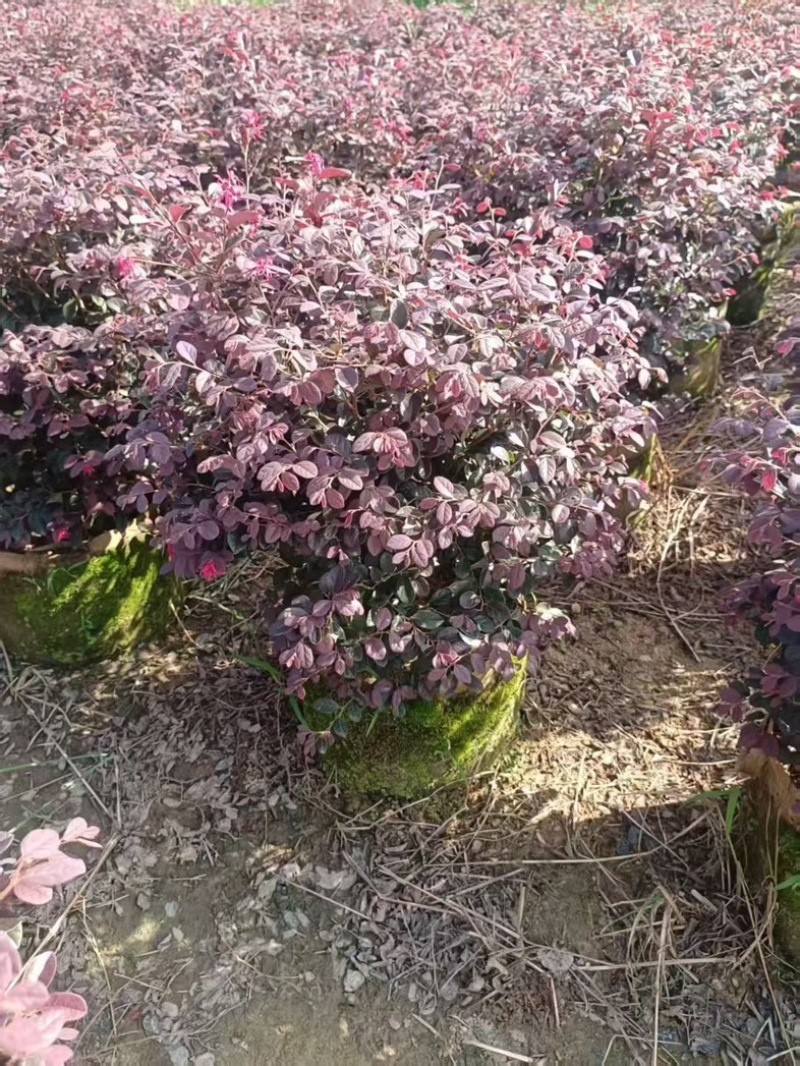 红继木50～60高，