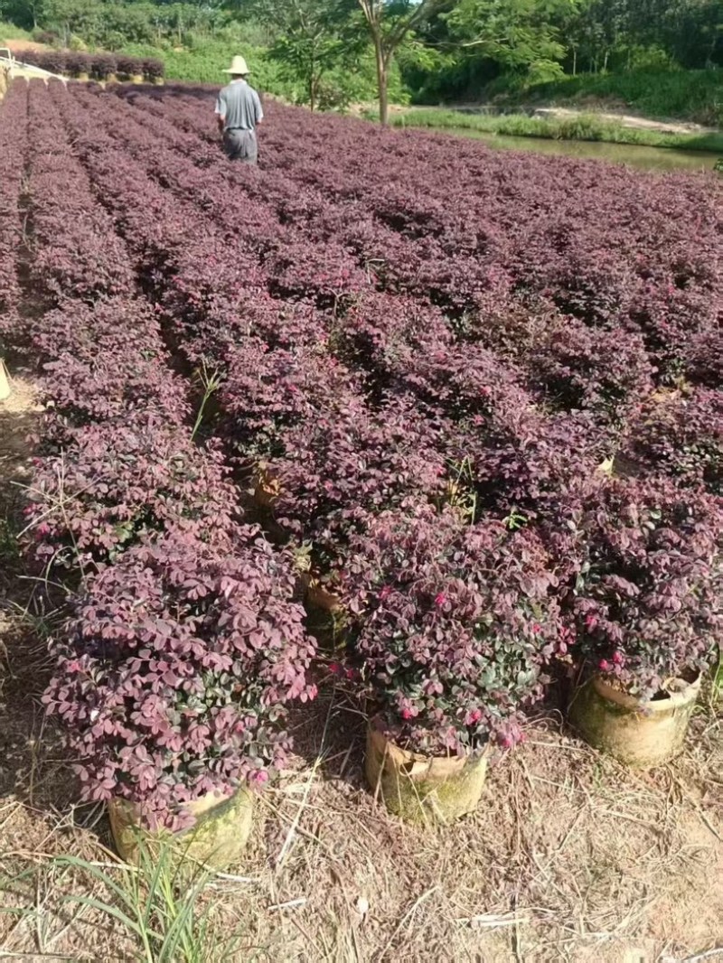 红继木50～60高，