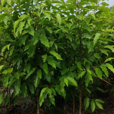 黄玉兰2公分