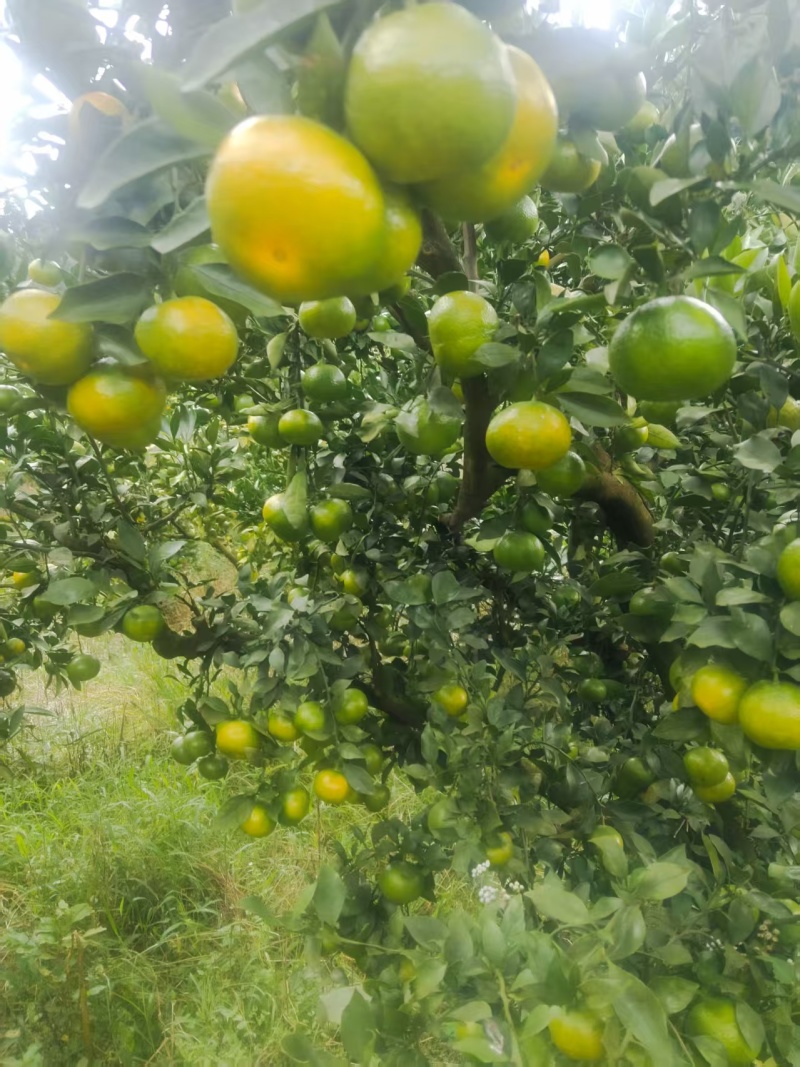 蜜橘