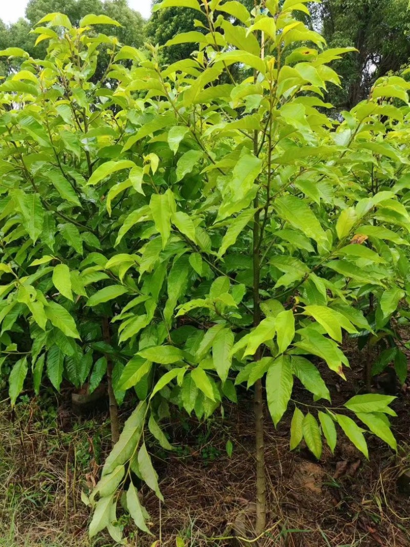 黄玉兰2公分