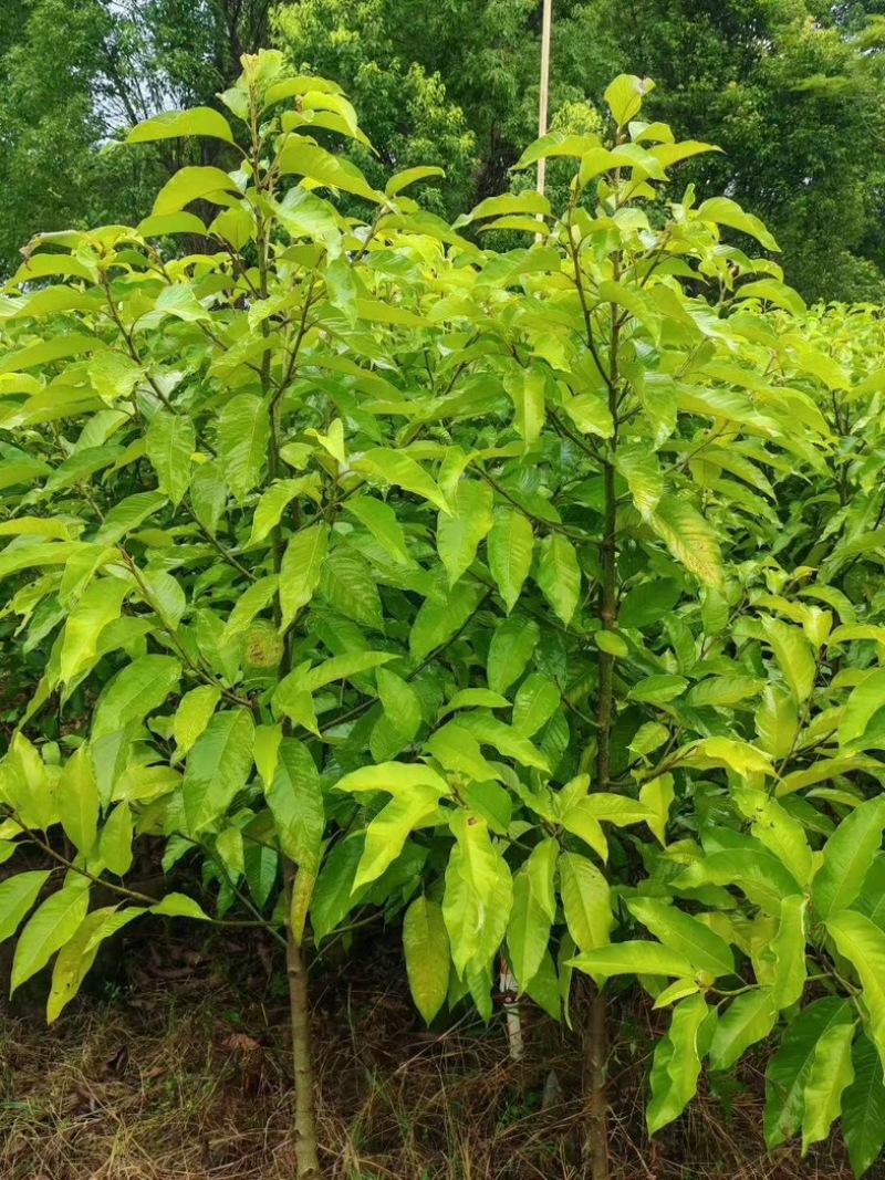 黄玉兰2公分
