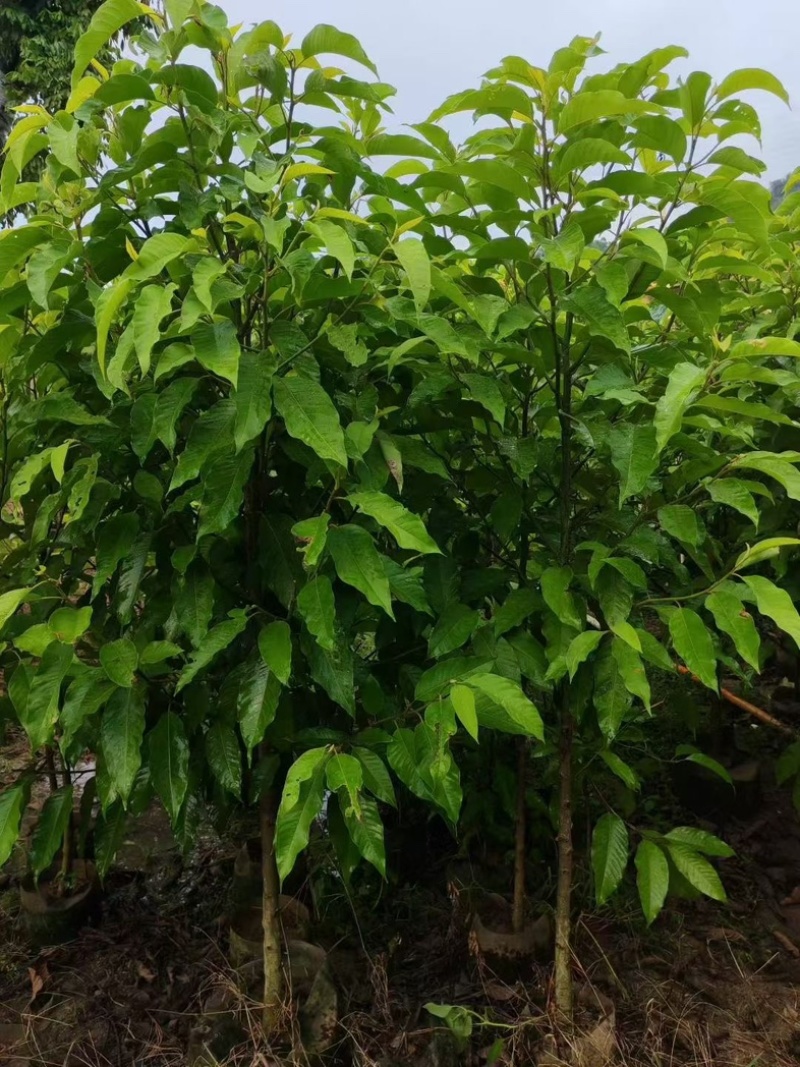 黄玉兰2公分