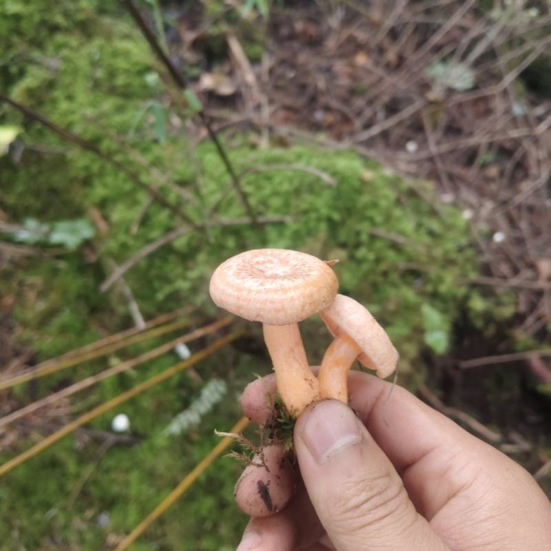 黄枞菌松树菌