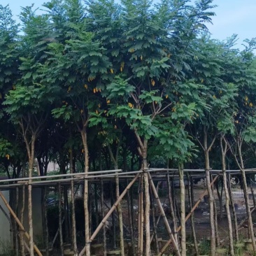 黄槐4-5-6分
