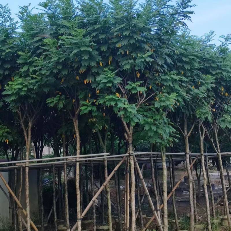 黄槐4-5-6分