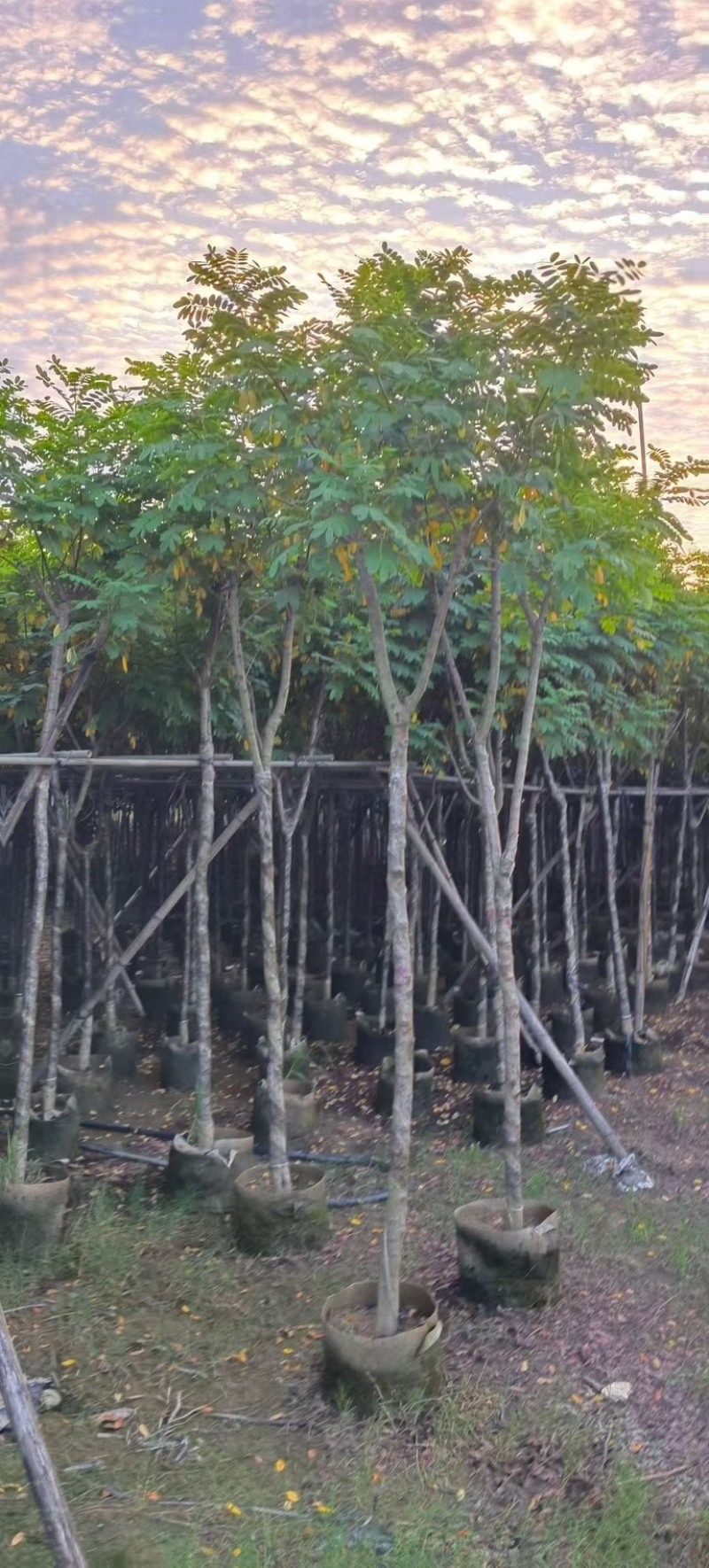 黄槐4-5-6分