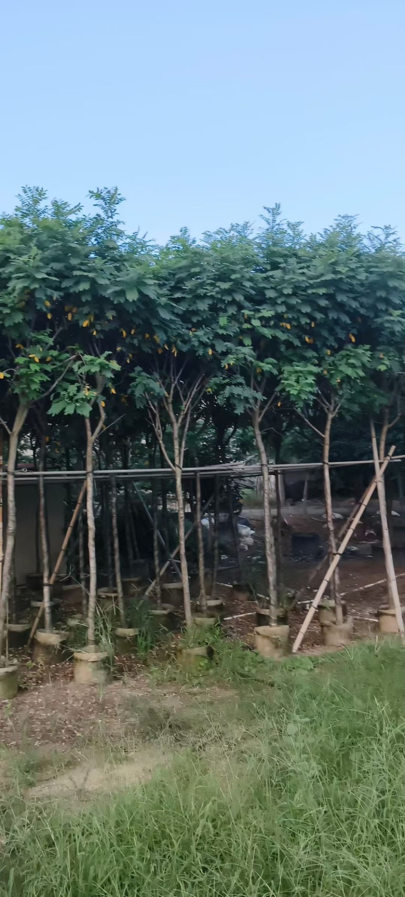 黄槐4-5-6分