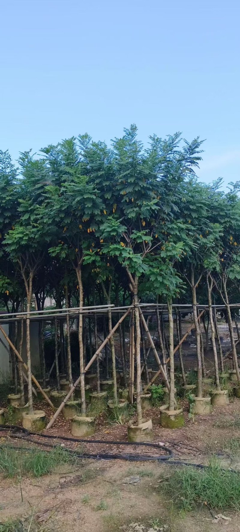 黄槐4-5-6分