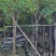 黄槐4-5-6分