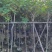 黄槐4-5-6分
