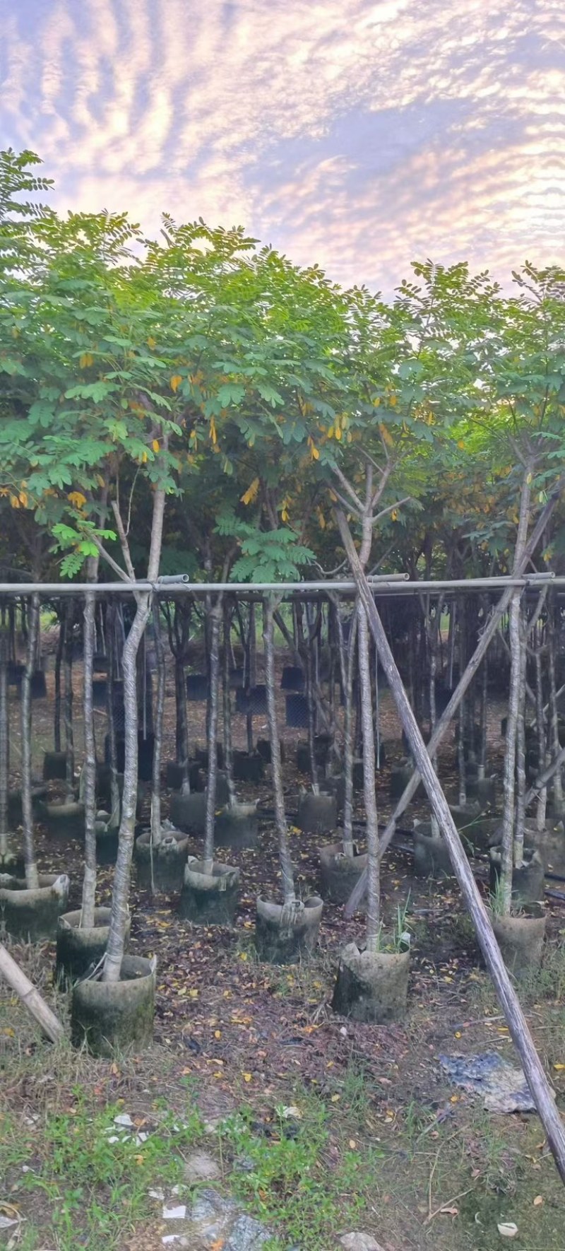 黄槐4-5-6分