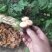 黄枞菌松树菌