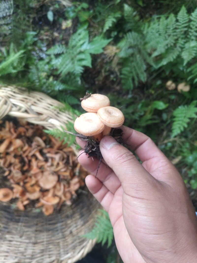 黄枞菌松树菌