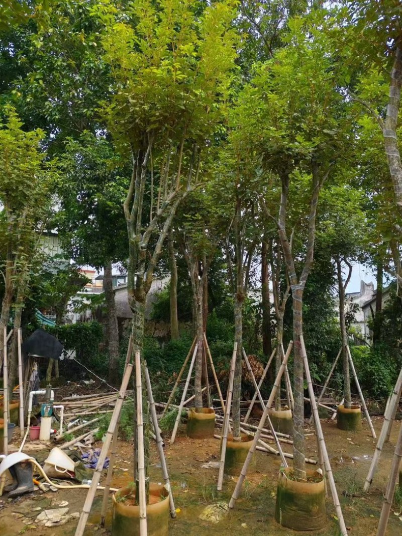 黄花风铃木8～9～10公分
