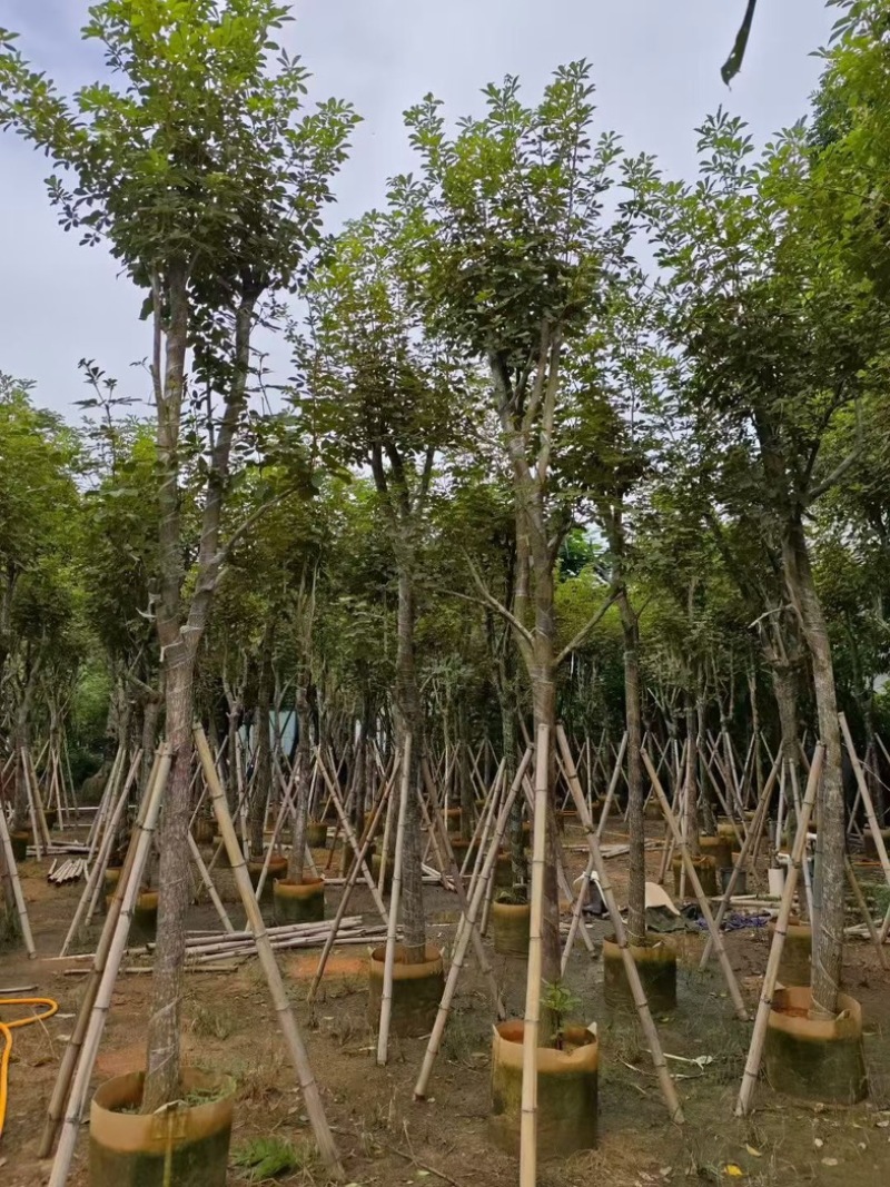 黄花风铃木8～9～10公分