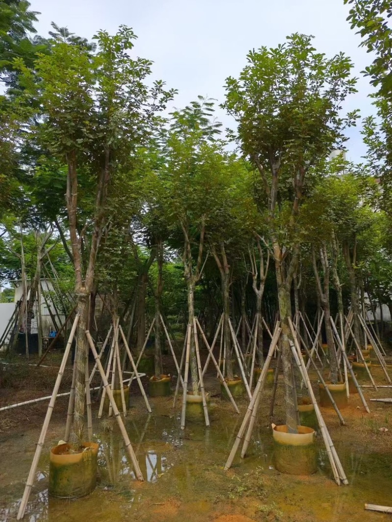黄花风铃木8～9～10公分