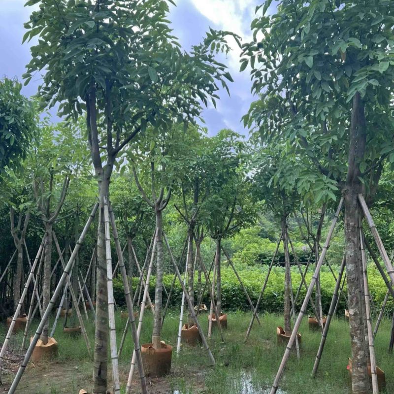 腊肠树8～9～10公分