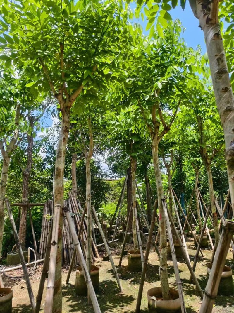 腊肠树8～9～10公分