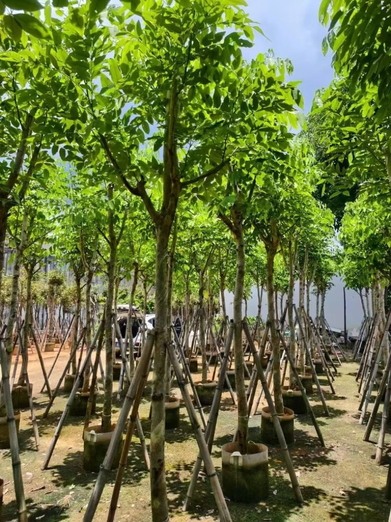 腊肠树8～9～10公分