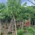 腊肠树8～9～10公分