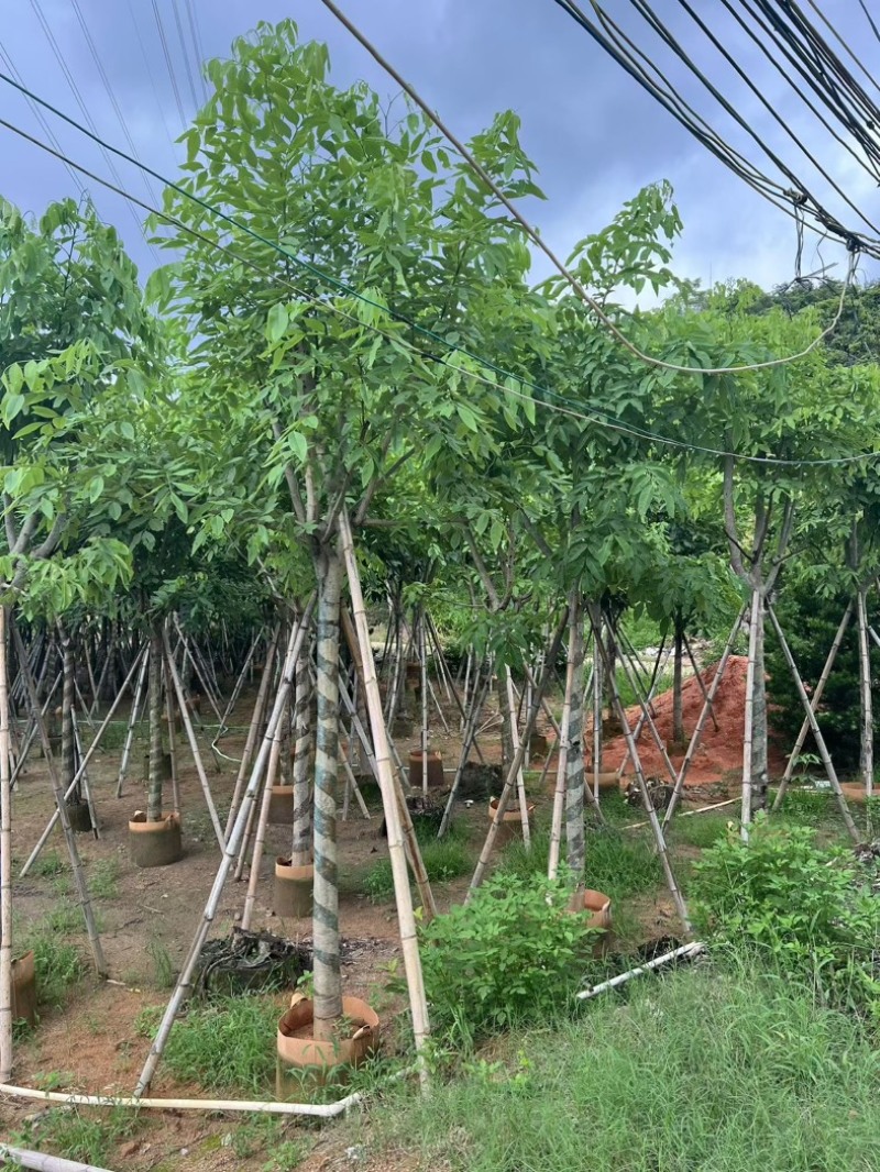腊肠树8～9～10公分