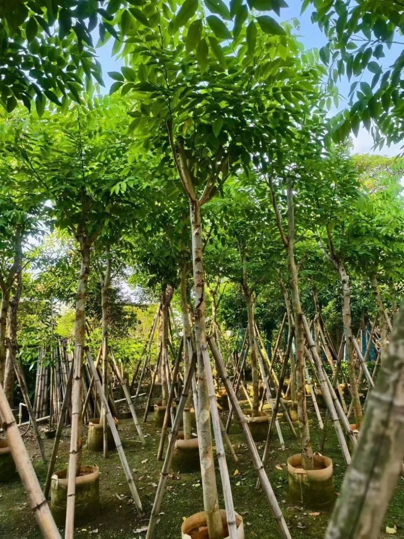 腊肠树8～9～10公分