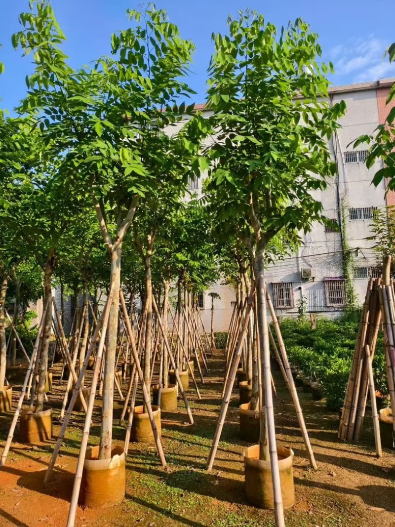 腊肠树8～9～10公分