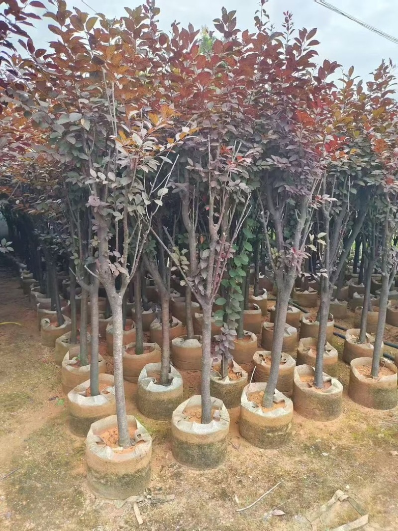 红叶李5～6分