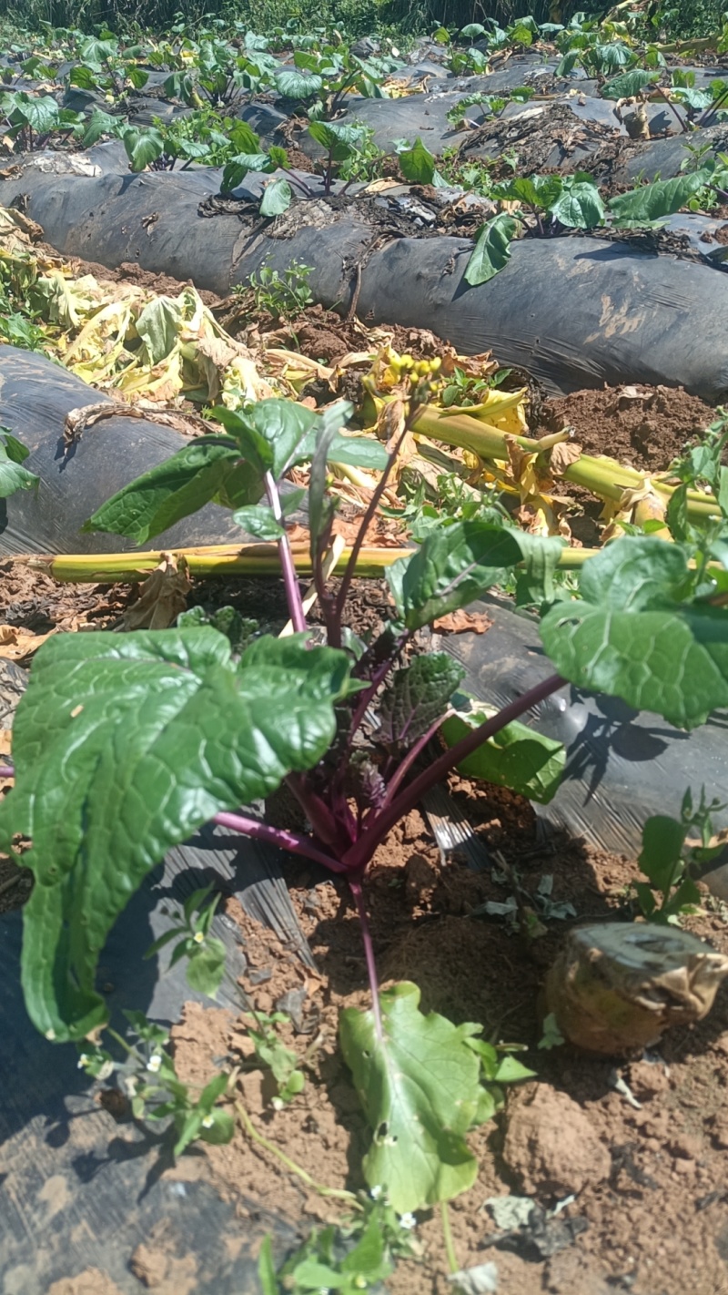 贵州高海拔红菜苔上市了