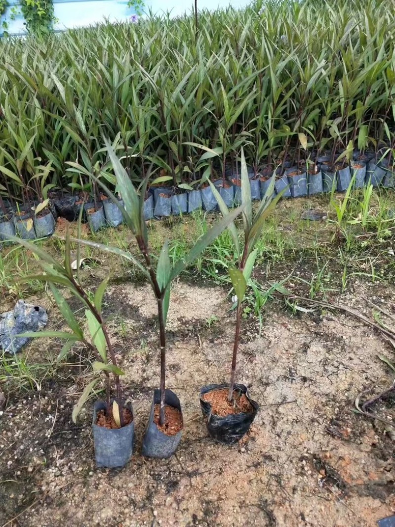 3～7斤袋翠芦莉基地直发供应绿化庭院设计抗性好