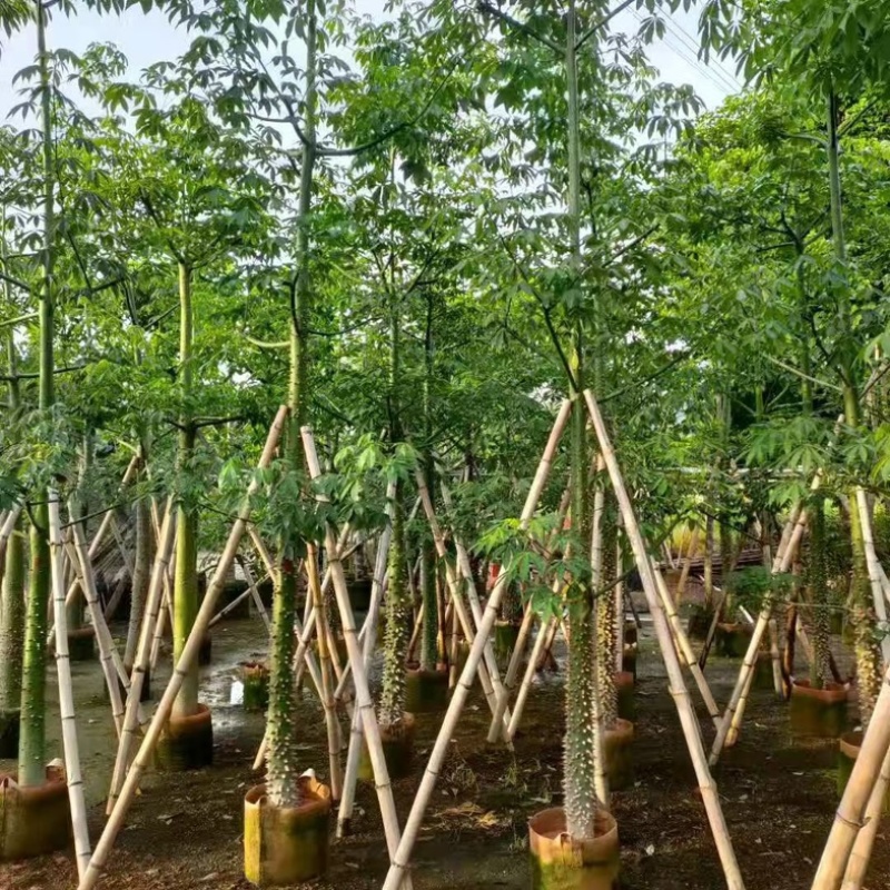 8～10分美丽异木棉