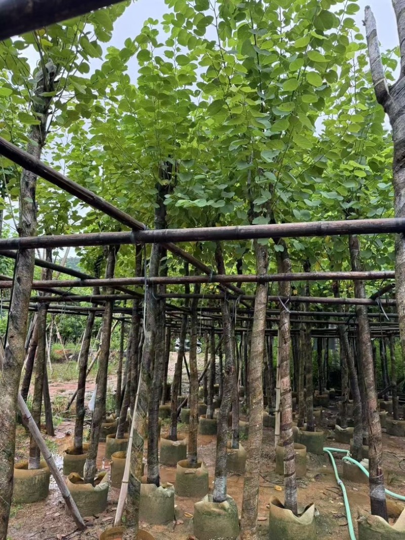 宫粉紫荆5～6～7～8～9～10公分