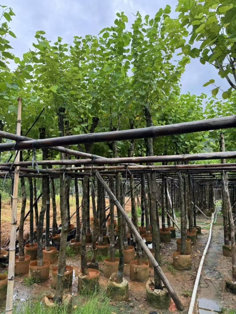 宫粉紫荆5～6～7～8～9～10公分