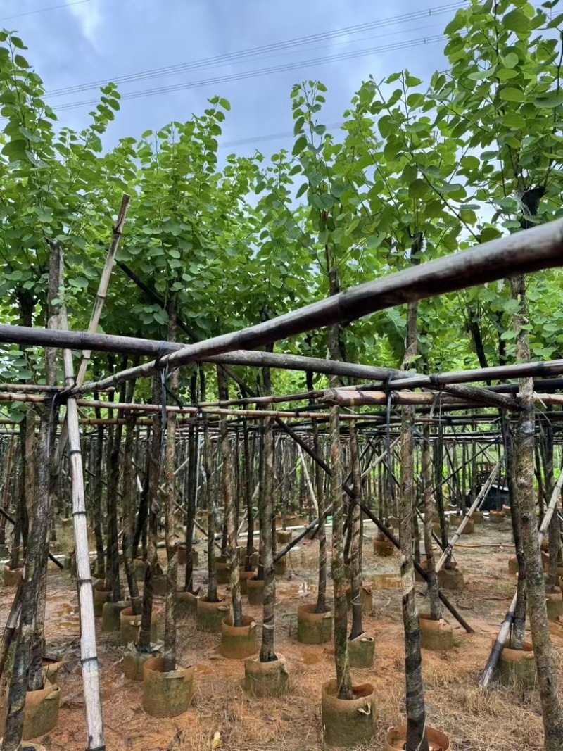 宫粉紫荆5～6～7～8～9～10公分