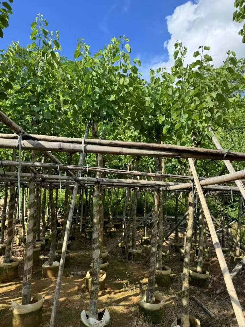 宫粉紫荆5～6～7～8～9～10公分