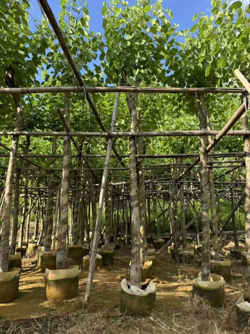 宫粉紫荆5～6～7～8～9～10公分