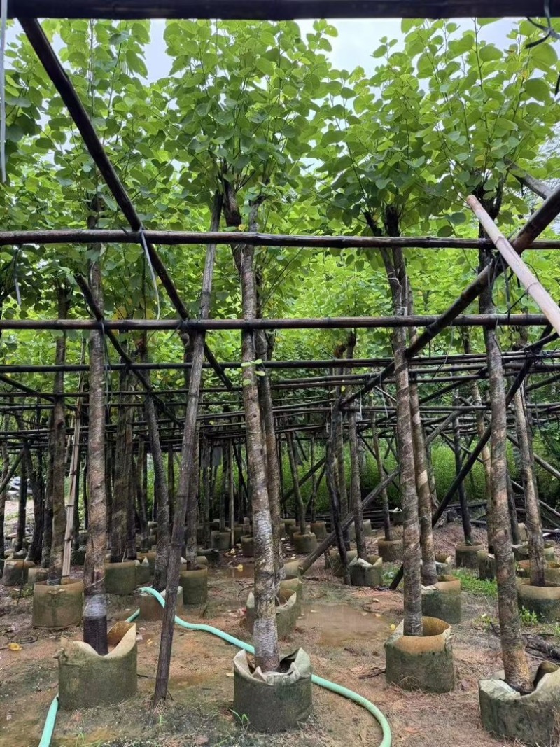宫粉紫荆5～6～7～8～9～10公分