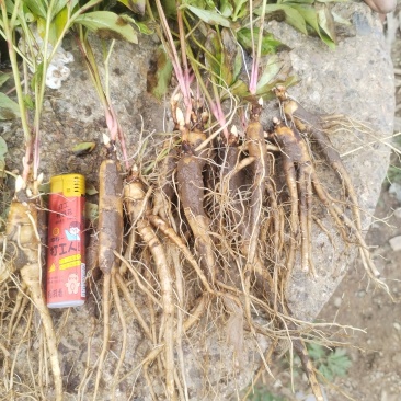 1年，2年，3年白花赤芍单片苗子