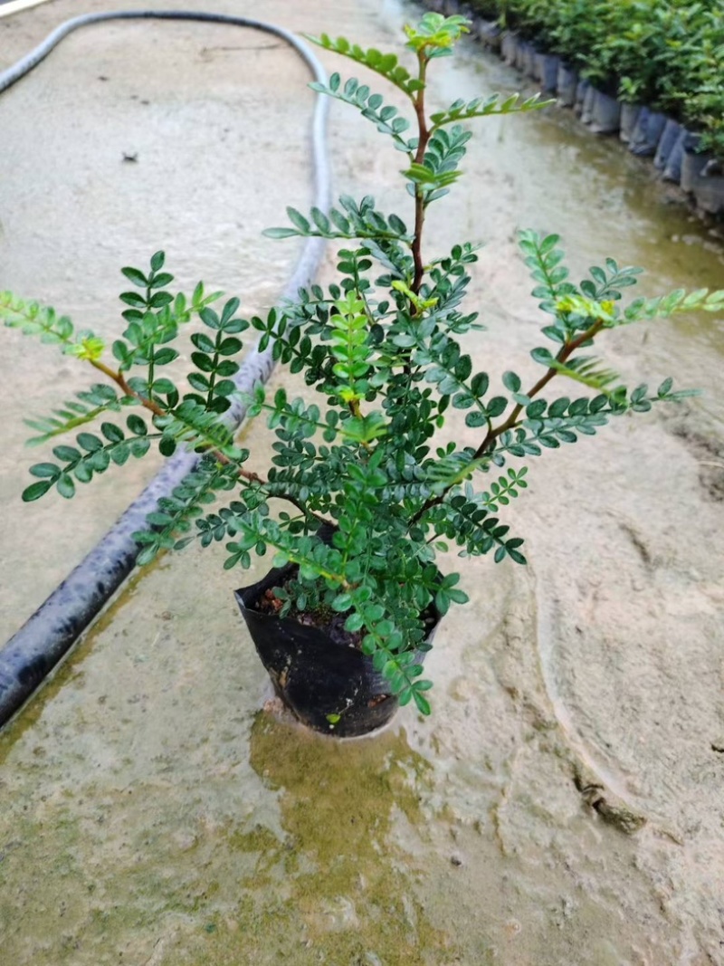 七斤袋胡椒木