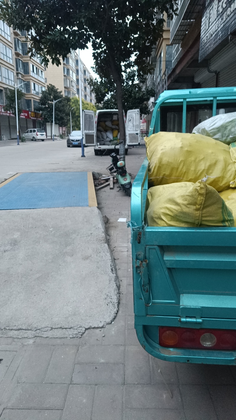沈丘县辣椒基地大量上市