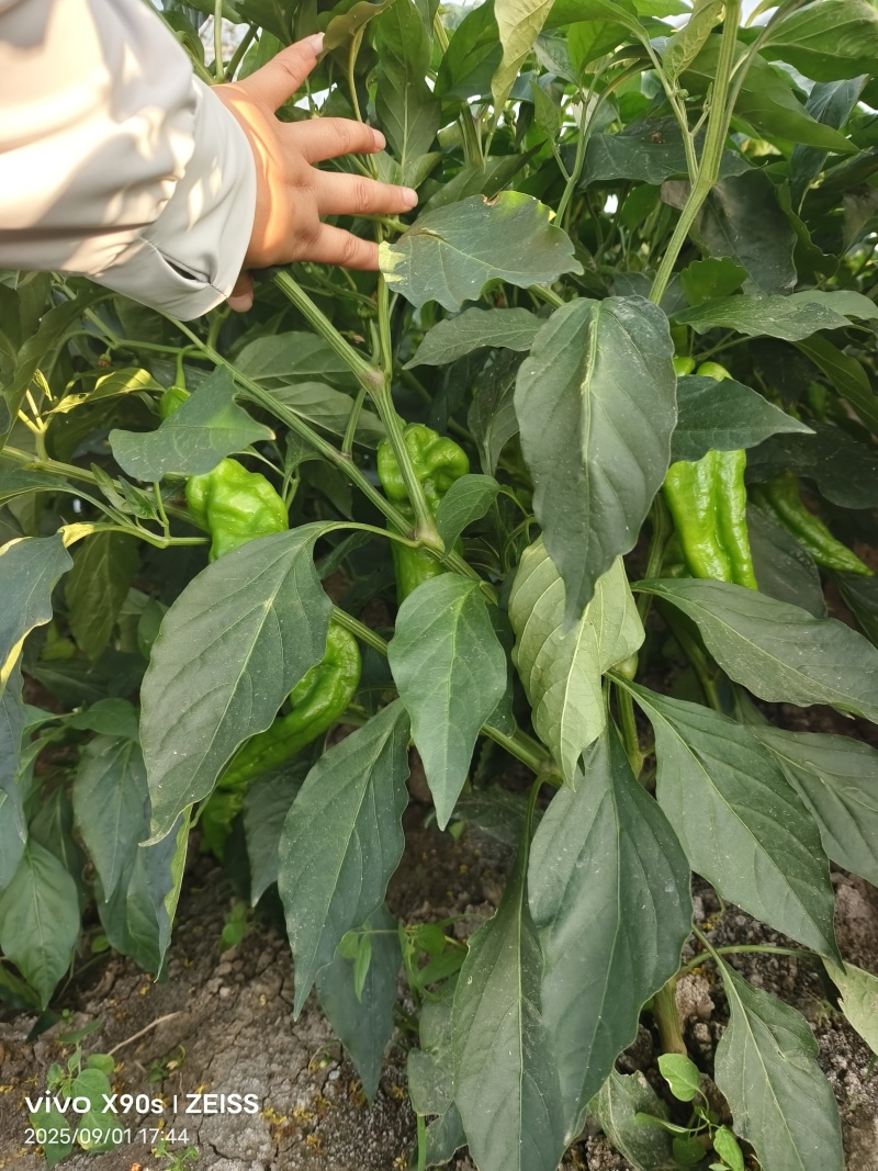 辣椒301青皮泡椒品类齐全河南产地直销量大从优可对接