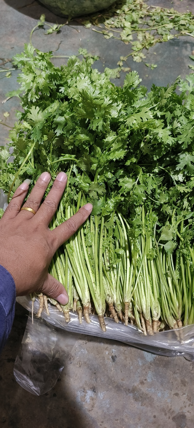 唐山铁杆中叶香菜
